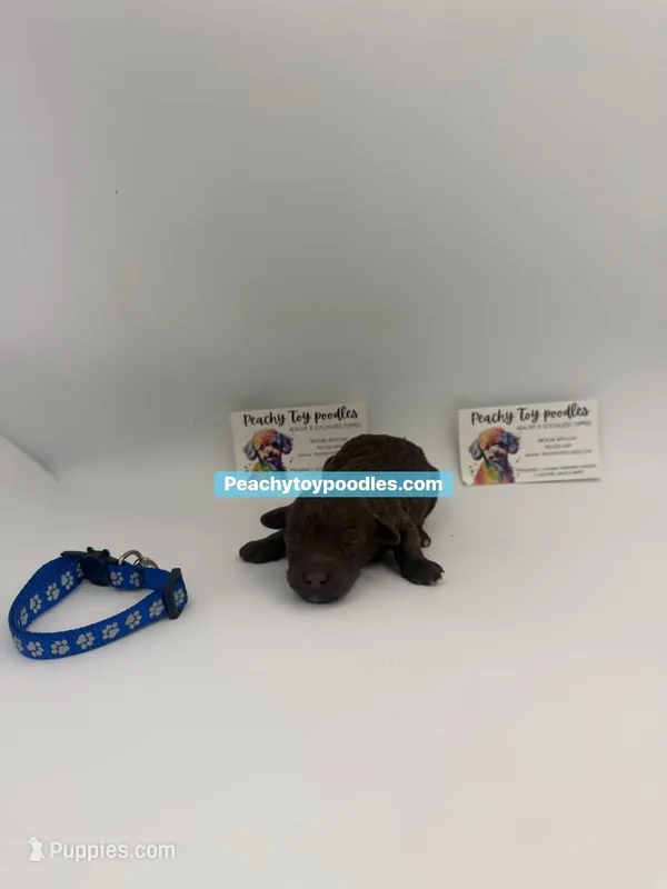 Chocolate Male, a male Poodle - Toy  for sale in Lyons, GA – 1 of 3