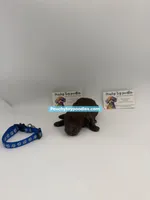 Chocolate Male, a male Poodle - Toy  for sale in Lyons, GA – 1 of 3