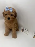 Red female NO DEPOSIT , a female Poodle - Toy  for sale in Lyons, GA – 5 of 5