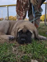 Little Britches , a male English Mastiff for sale in Jacksonville, FL – Photo 2 of 2