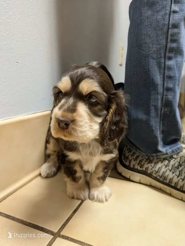 Butch, a male English Cocker Spaniel for sale in Walnut Grove, MN – 1 of 1