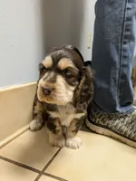 Butch, a male English Cocker Spaniel for sale in Walnut Grove, MN – 1 of 1