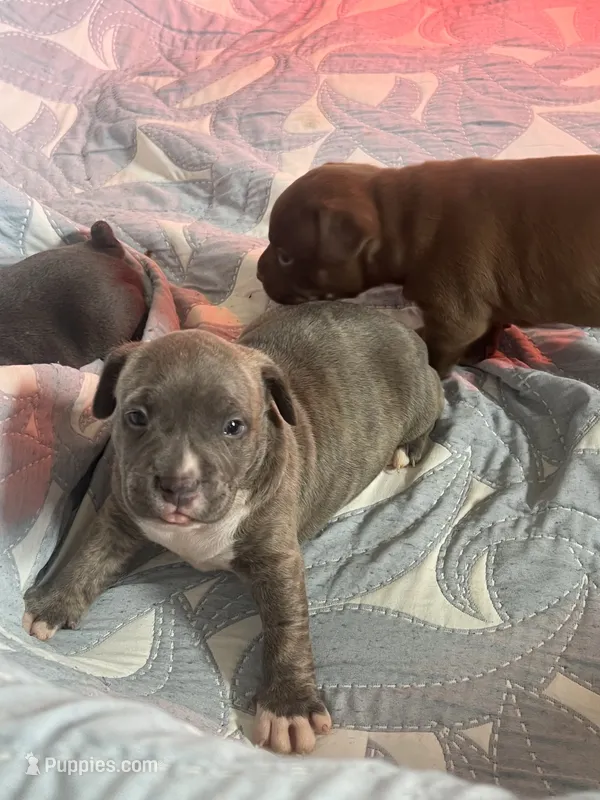 Blue Brindle Boy – American Bully puppy for sale in Fayetteville, NC