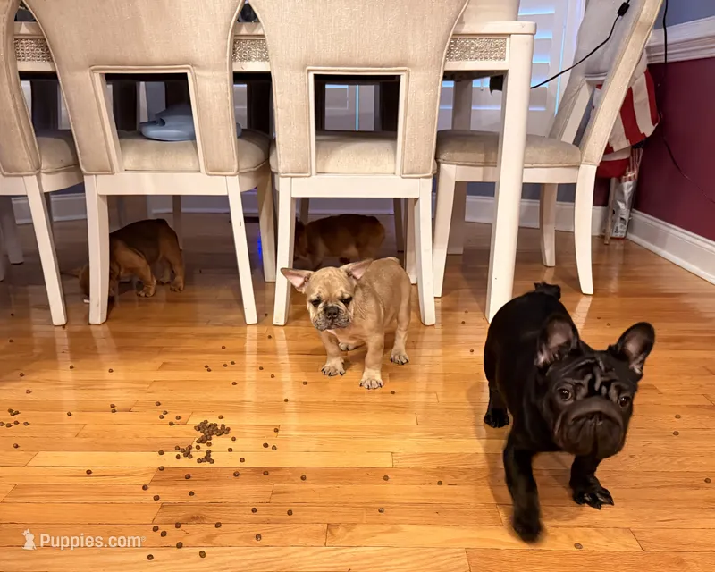 Willow – French Bulldog puppy for sale in Fayetteville, NC
