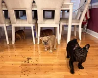Willow, a female French Bulldog for sale in Fayetteville, NC – 1 of 4