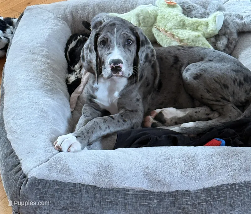 Maggie – Great Dane puppy for sale in Fayetteville, NC