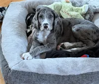 Maggie, a female Great Dane for sale in Fayetteville, NC – 1 of 3