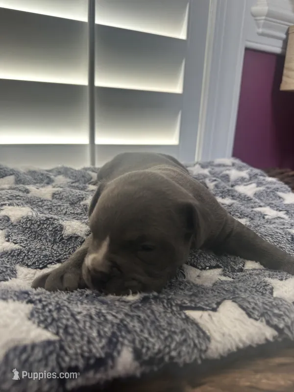 Blue and White  – American Bully puppy for sale in Fayetteville, NC