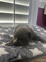 Blue and White Boy, a male American Bully for sale in Fayetteville, NC – 1 of 6