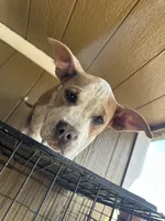 Wavey, a male American Bully for sale in Fayetteville, NC – Photo 1 of 2