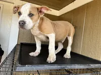 Wavey, a male American Bully for sale in Fayetteville, NC – Photo 2 of 2
