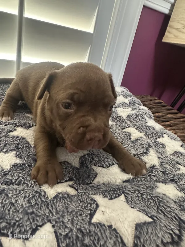 Chocolate Girlie  – American Bully puppy for sale in Fayetteville, NC