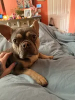 Butterscotch aka doughdough, a female French Bulldog for sale in Fayetteville, NC – 3 of 4