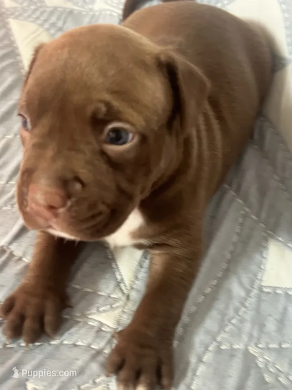 Chocolate Girlie  – American Bully puppy for sale in Fayetteville, NC