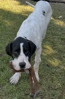 Bear, a male Great Dane for sale in Fayetteville, NC – 2 of 3