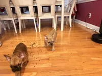 Cap, a male French Bulldog for sale in Fayetteville, NC – 4 of 4