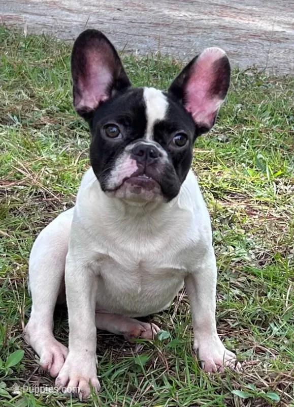 Josie – French Bulldog puppy for sale in Fayetteville, NC