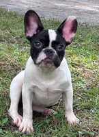 Josie, a female French Bulldog for sale in Fayetteville, NC – 1 of 4