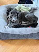 Maggie, a female Great Dane for sale in Fayetteville, NC – 3 of 3