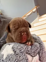 Chocolate Girlie , a female American Bully for sale in Fayetteville, NC – 4 of 6