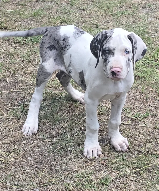 Phoebe  – Great Dane puppy for sale in Fayetteville, NC
