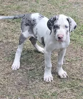 Phoebe , a female Great Dane for sale in Fayetteville, NC – 1 of 3