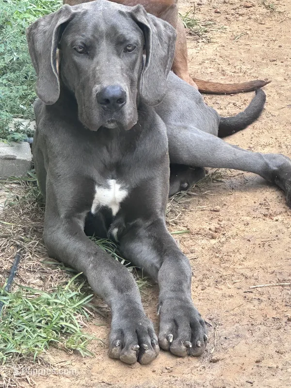 Bluey – Great Dane puppy for sale in Fayetteville, NC