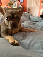 Butterscotch aka doughdough, a female French Bulldog for sale in Fayetteville, NC – 1 of 4