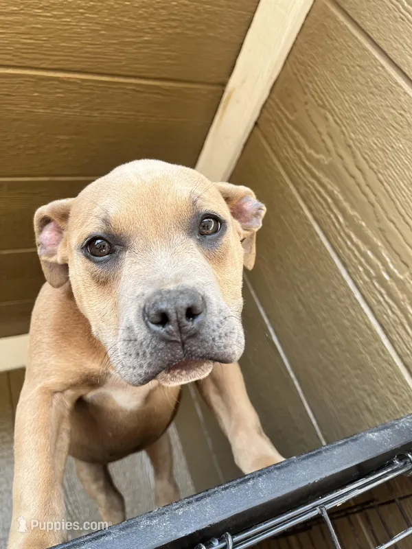 Cano – American Bully puppy for sale in Fayetteville, NC