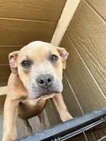 Cano, a female American Bully for sale in Fayetteville, NC – Photo 1 of 2