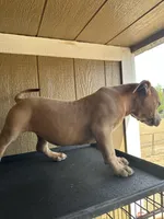 Cano, a female American Bully for sale in Fayetteville, NC – Photo 2 of 2