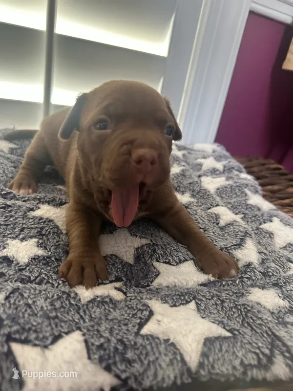 Chocolate Girl – American Bully puppy for sale in Fayetteville, NC