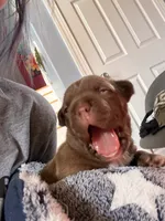 Chocolate Girlie , a female American Bully for sale in Fayetteville, NC – 1 of 6