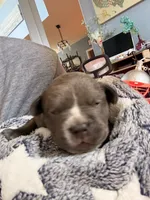 Blue and White , a female American Bully for sale in Fayetteville, NC – 2 of 4