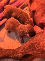 GaiaBabies, a male French Bulldog for sale in Fayetteville, NC – Photo 4 of 5