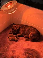 GaiaBabies, a male French Bulldog for sale in Fayetteville, NC – Photo 2 of 5