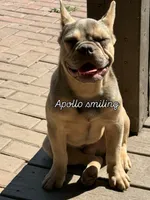 GaiaBabies, a male French Bulldog for sale in Fayetteville, NC – Photo 5 of 5