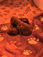 GaiaBabies, a male French Bulldog for sale in Fayetteville, NC – Photo 3 of 5