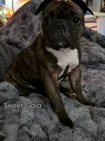 GaiaBabies, a male French Bulldog for sale in Fayetteville, NC – Photo 1 of 5