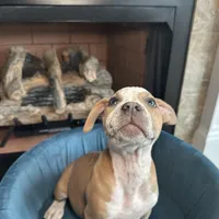 River, a female American Bully for sale in Fayetteville, NC – Photo 1 of 3