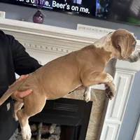 River, a female American Bully for sale in Fayetteville, NC – Photo 3 of 3