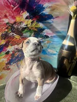 River, a female American Bully for sale in Fayetteville, NC – Photo 2 of 2