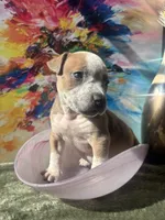 River, a female American Bully for sale in Fayetteville, NC – Photo 1 of 2