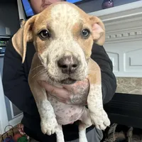 River, a female American Bully for sale in Fayetteville, NC – Photo 2 of 3