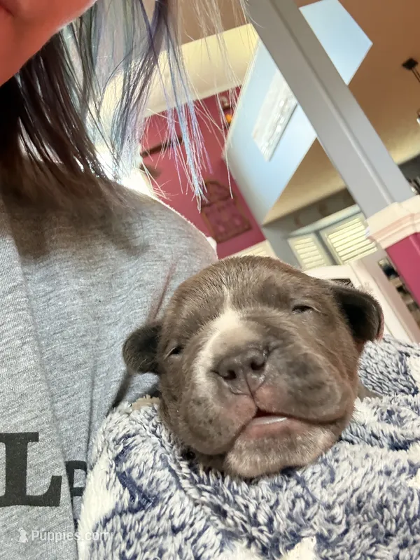 Blue and White  – American Bully puppy for sale in Fayetteville, NC