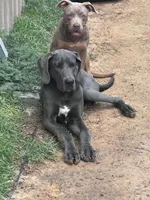 Bluey, a female Great Dane for sale in Fayetteville, NC – 2 of 2