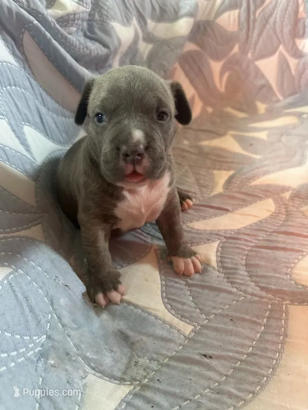 Blue Brindle Boy – American Bully puppy for sale in Fayetteville, NC