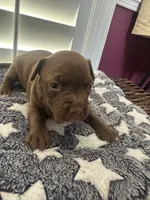 Chocolate Girl, a female American Bully for sale in Fayetteville, NC – 3 of 5
