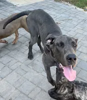 Bluey, a female Great Dane for sale in Fayetteville, NC – 1 of 2