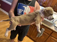 River, a female American Bulldog for sale in Fayetteville, NC – 1 of 3